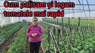 Copilitul palisatul si legatul tomatelor acum mult mai rapid . Metoda de legare