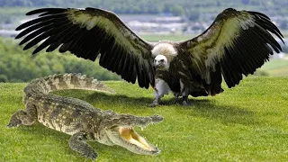 Посмотрите, Как Охотится Самый Опасный Орел в Мире
