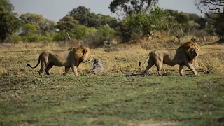 Two massive Okavango Delta male lions