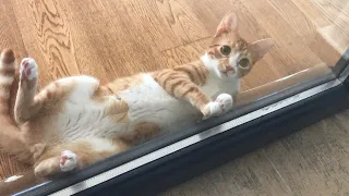 Funny, Weird and Unique Antics of My Cat INDY !!