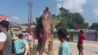 Decorated Elephant in town
