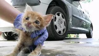 Saving a Life of Abandoned Dying Baby Cat