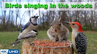 4 HOURS of Birds Singing in the Woods, 4K Cat TV, Bird Video, Relaxing Sound, Awesome World 027