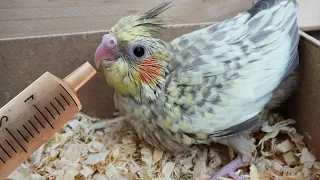 how to hand feed baby cockatiels