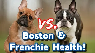 Boston Terrier vs French Bulldog - Health Issues To Consider