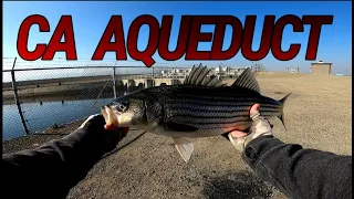 Striped Bass Fishing at the CA Aqueduct