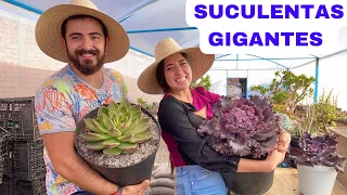 SUCULENTAS GIGANTES en su NUEVA MACETA TRANSPLANTE