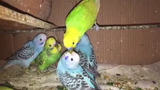 Budgie feeding babies | dad budgie feeding to baby Budgie | hungry baby budgies parrot