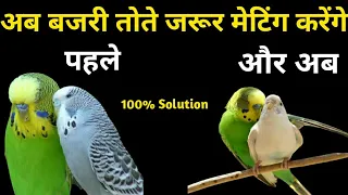 Bajri Tote Cross Nahi Kar Rahe Kya Kare | Budgies Parrot Breeding And Mating Tips In Hindi