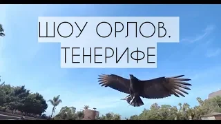 Я в парке на Тенерифе/Jungle Park  Tenerife  Шоу орлов