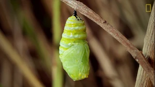 ¿Cuánto tarda una larva en transformarse en una mariposa monarca?