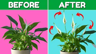 If I Only Knew These Peace Lily Tips 5 Years Ago