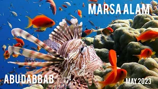 MARSA ALAM /7 DAYS SNORKELING/ ABU DABBAB/ MAY 2023/RELAX