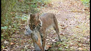 Backyard Trail Cam, 2022 - 2023, Best Of, South Louisiana, Who's at the top of the food chain?