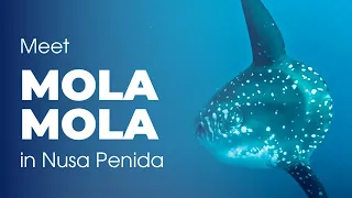 Meet Mola Mola Fish in Nusa Penida