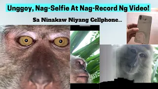 Unggoy Nag-Selfie At Nag-Record Sa Ninakaw Niyang Cellphone!