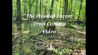 The Flooded Forest Trail Camera Video Testing The Rexing H1 Blackhawk Bobcat Coyote Woodpecker