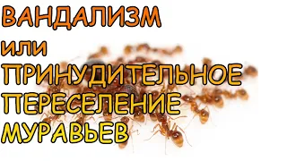 Aphaenogaster Subterranea. ВАНДАЛИЗМ ИЛИ ПРИНУДИТЕЛЬНОЕ ПЕРЕСЕЛЕНИЕ МУРАВЬЕВ В НОВЫЙ ФОРМИКАРИЙ.