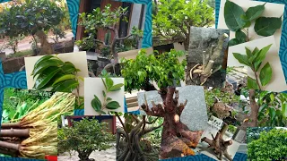 Inilah 25 tanaman disekitar kita yang bisa dibuat bonsai - hobi bonsai