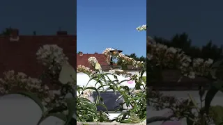 Taubenschwänzchen Kolibrifalter im Einsatz