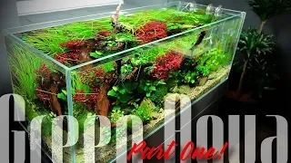 The Best Aquascaping Store in The world? Part One!