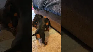 dachshund puppy wants mamma to play #adorable #dachshundpuppy #foryou