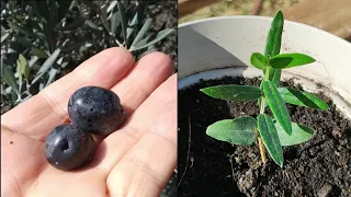 Cómo GERMINAR ACEITUNAS