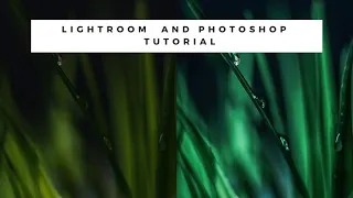 Обработка макро в Lightroom и Photoshop