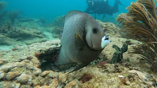 Cloudy & Cool Lauderdale By The Sea Scuba Dive 2024-02-18