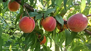Сад(2021). Визрівають ранні персики на Полтавщині. Сад на кінець липня.