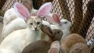 Try not to DIE FROM LAUGHING - Super FUNNY ANIMAL VIDEOS