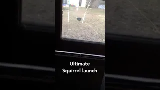 Ultimate squirrel launch compilation