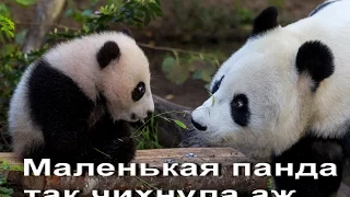 Маленькая панда чихнула)Супер прикол про панду!