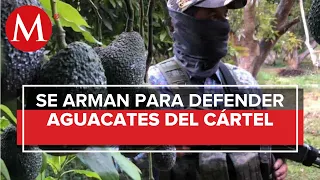 En Michoacán productores de aguacate luchan contra el CJNG