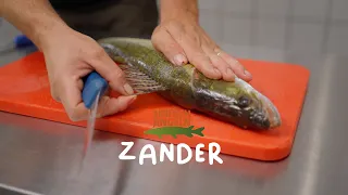 Zander | Filetieren XXL | Fisch und Grips
