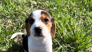 Beagle Puppies Galore!!!