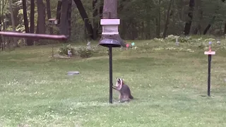 Raccoon defeats the baffle on a bird feeder #raccoon