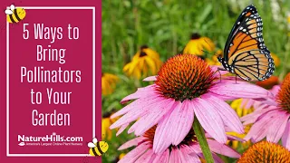 5 Ways to Bring Pollinators to Your Garden | NatureHills.com