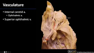 Vasculature - M1 Orbit & Eye Dissection Supplement