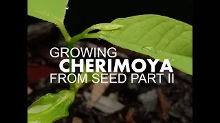 How to grow CHERIMOYA from seed. Part 2