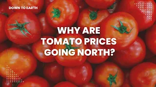 Why are tomato prices going north?