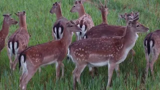 Stádo Daňků  - European Fallow Deer herd