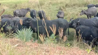 one half minutes with beautiful village animals and birds🌴🌴🌴