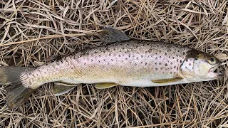 River Brown Trout Catch, Clean, Cook!