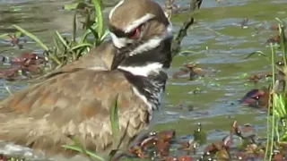 Killdeer, Glasgow Park Newark DE. 4/24/24.