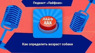 Как определить возраст собаки