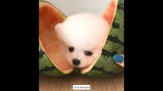 Super Cute and Funny Pomeranian Dogs Video Compilation #55 #Shorts