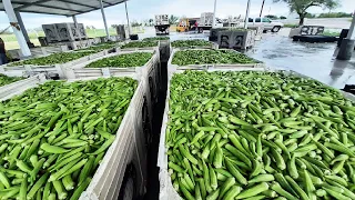 Leek, Okra, Green Plum Harvesting Machine - World Modern Agriculture Technology - Harvest vegetables