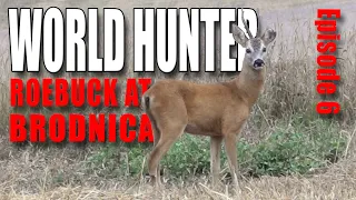 World Hunter episode 6 - Hunting roebuck at Brodnica in Poland during the rut (Deer hunting)