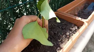 Köyceğiz'de yaşam sürüyor amatör kümes yapımı bahçede son durum annemler geldi 😅🌼🌼